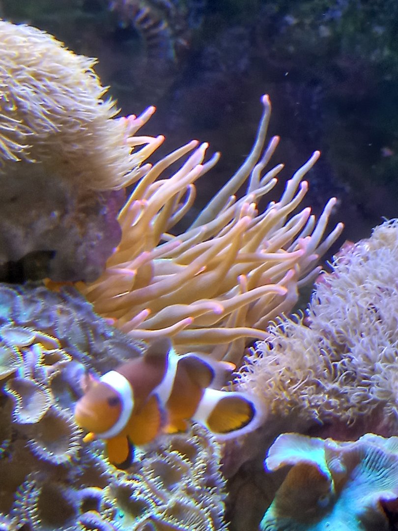 Anemone for ID - Edinburgh Zoo