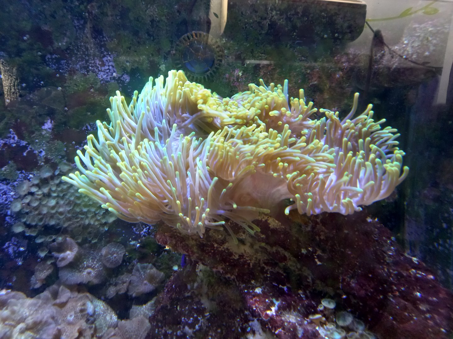 Anemone for ID - Edinburgh Zoo