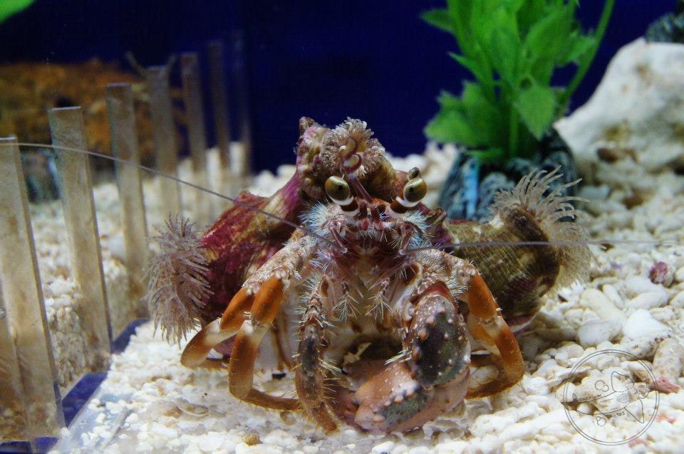 Anemone Hermit Crab (Dardanus pedunculatus)