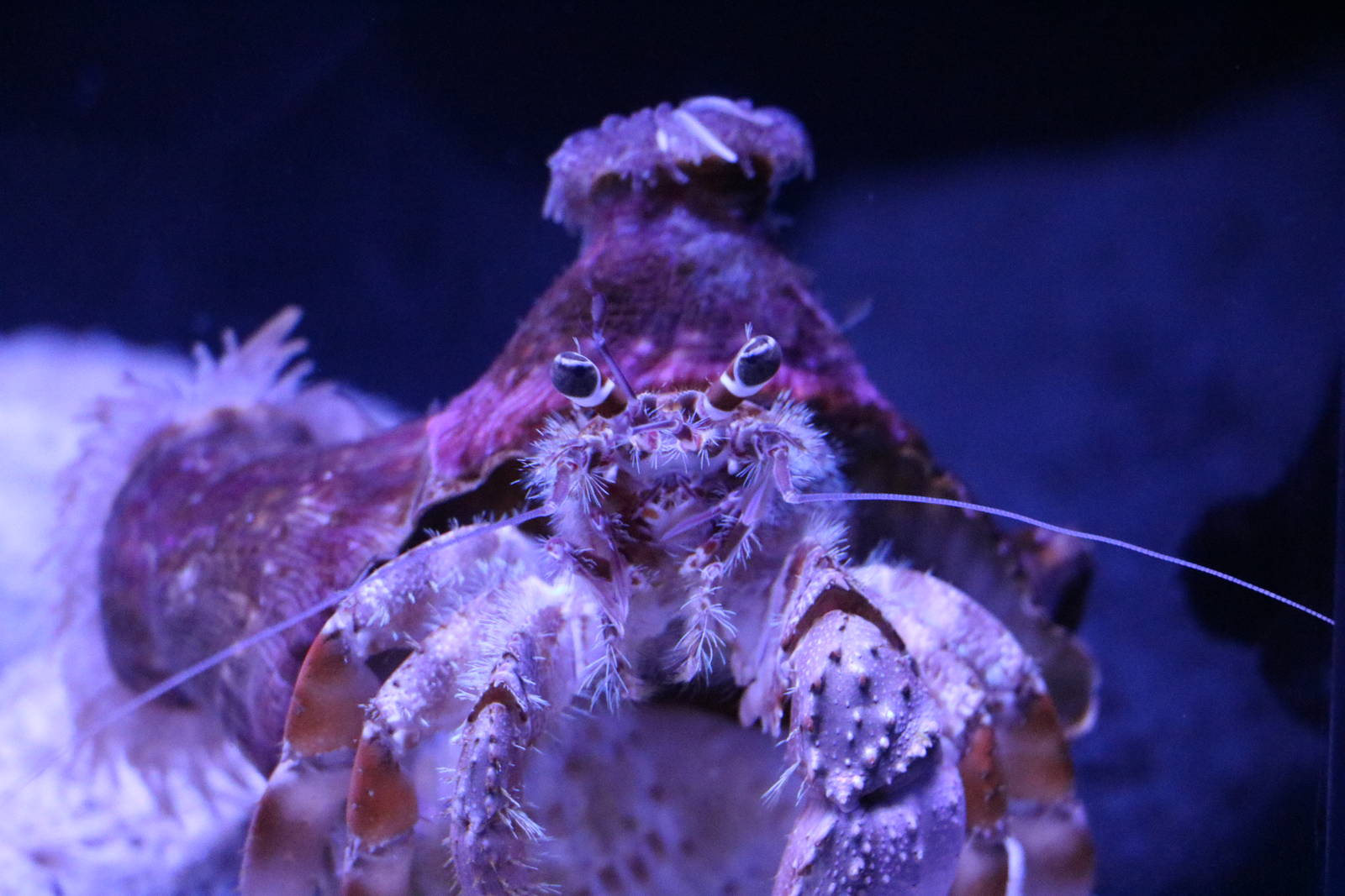 Anemone hermit crab - Sumida Aquarium, February 2016
