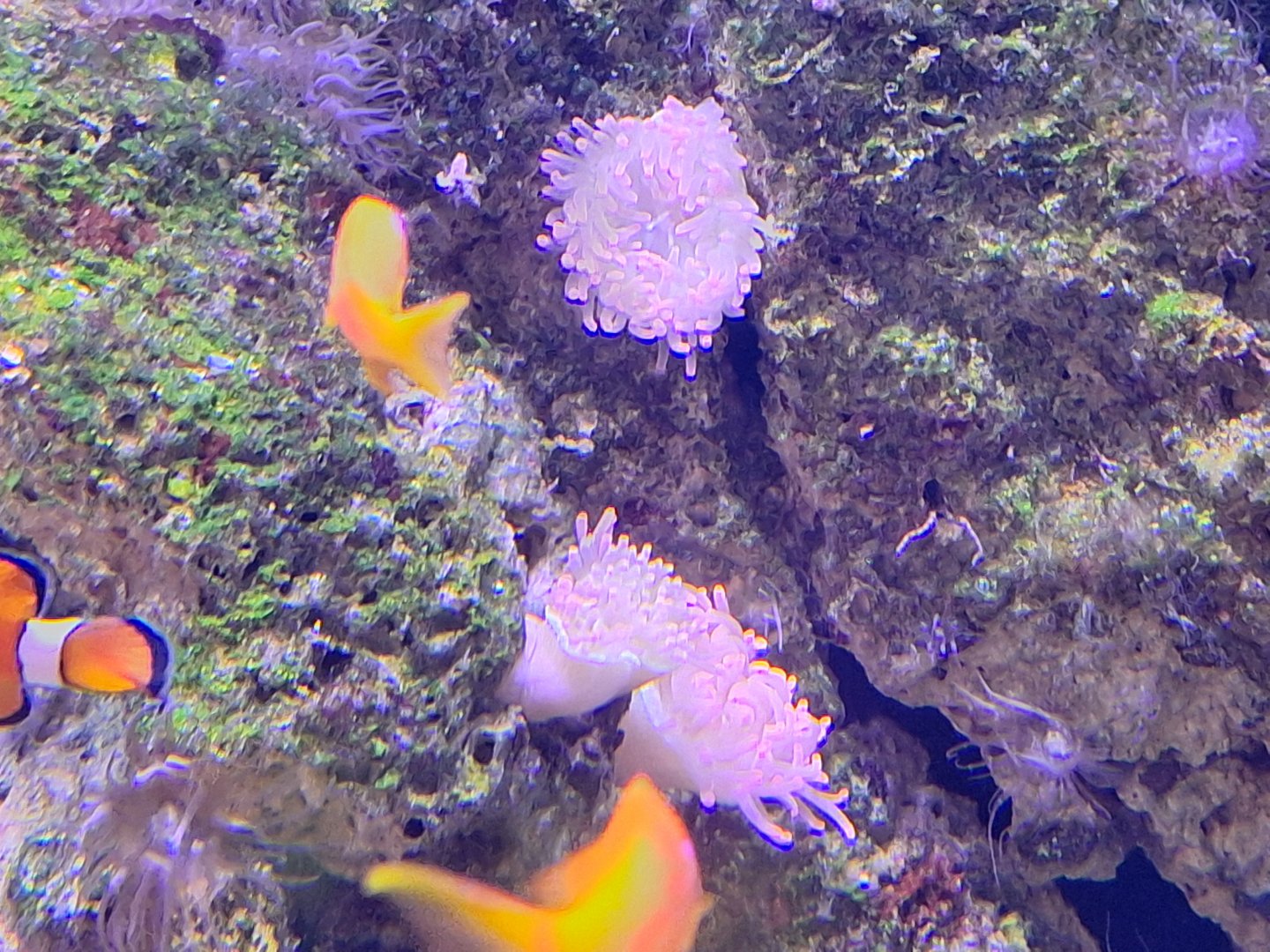 Anemone ID - Lakeland Wildlife Oasis, UK
