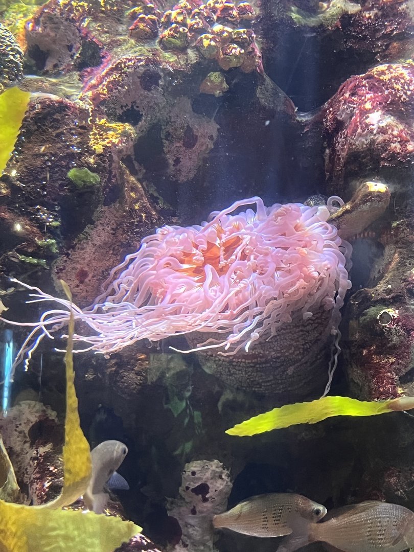 Anemone ID