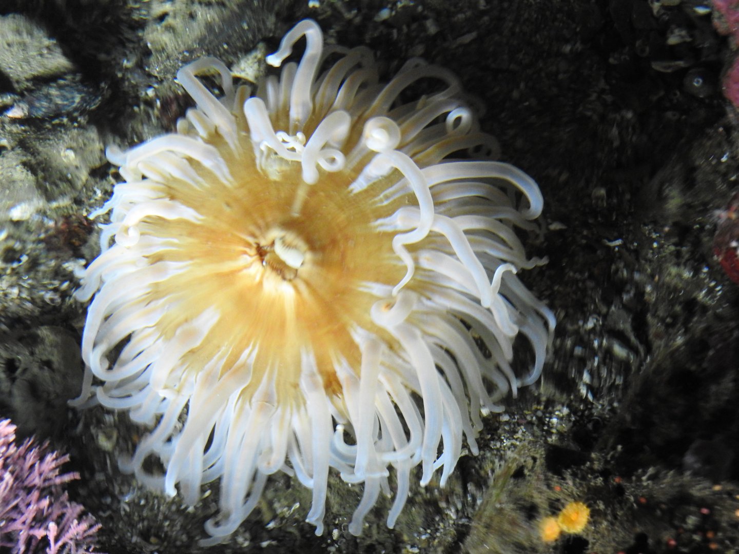 Anemone species