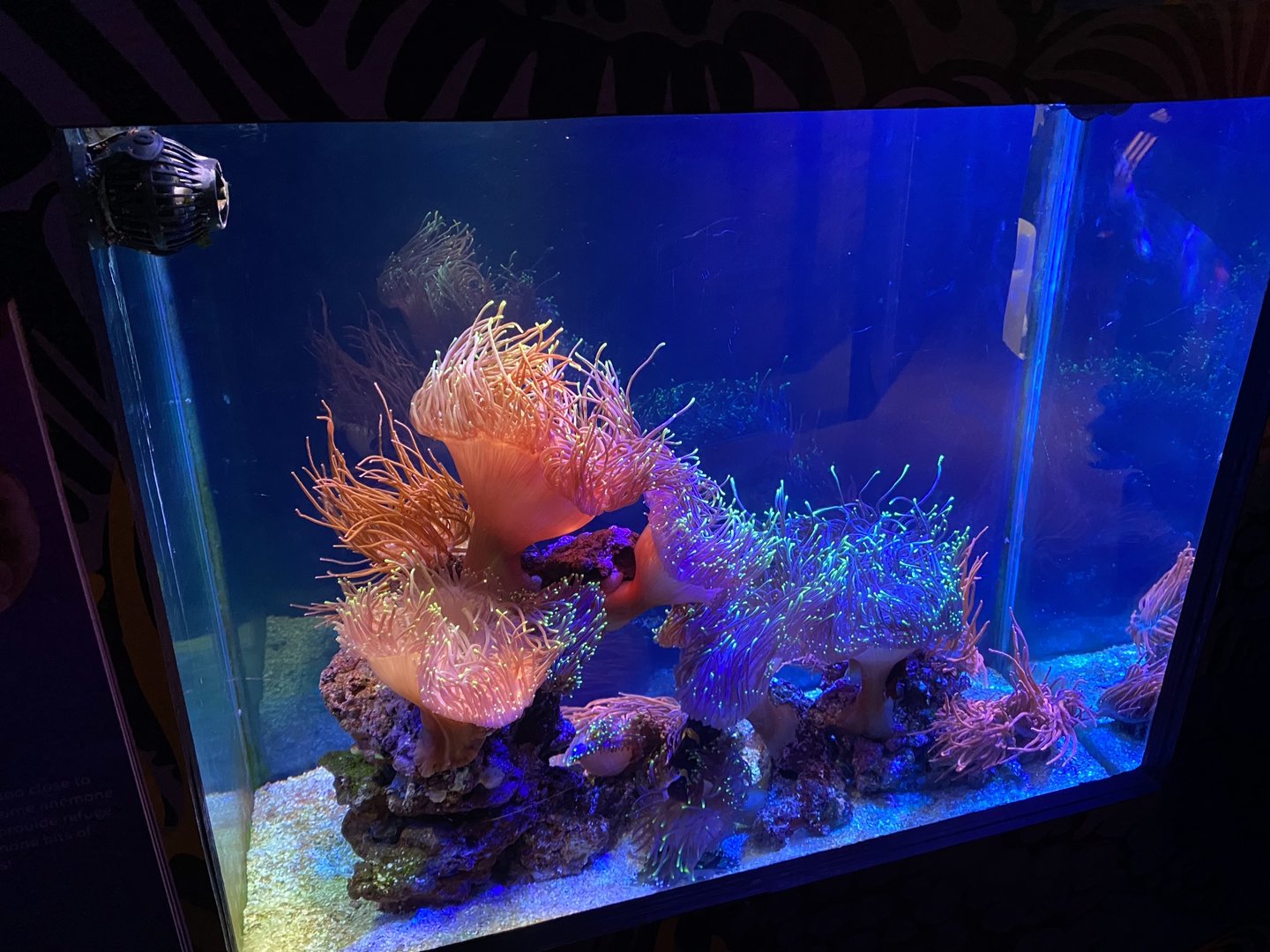 Anemone tank 070123