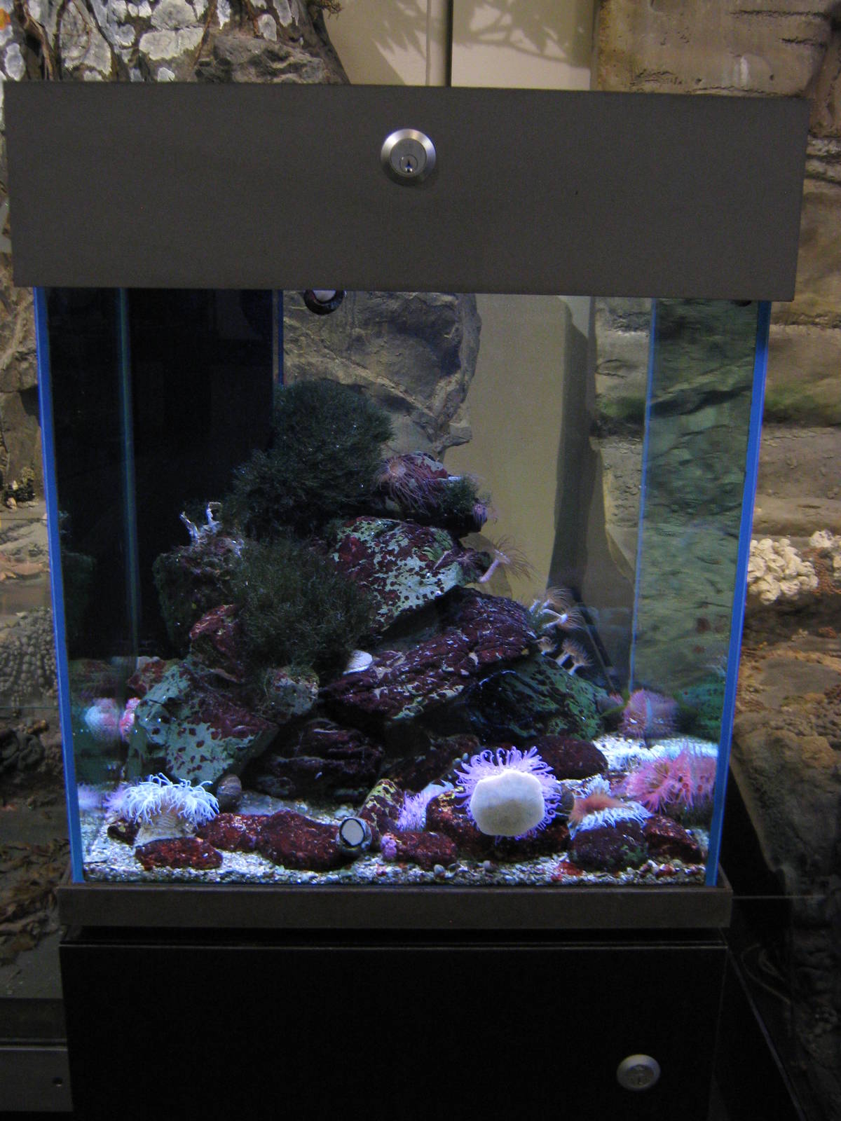 anemone tank at Auckland Museum