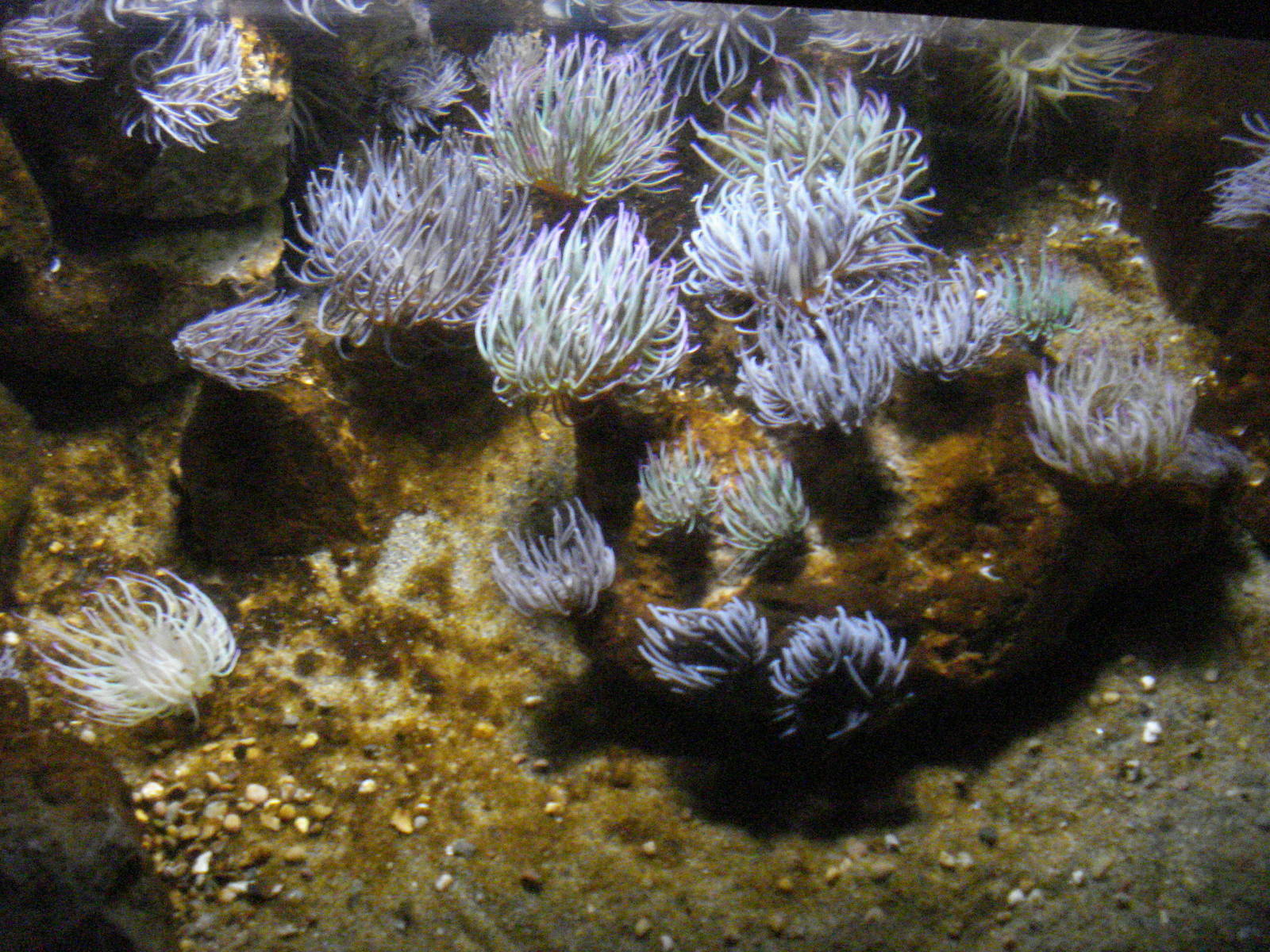 Anemone tank, ray lagoon, 02/05/2009