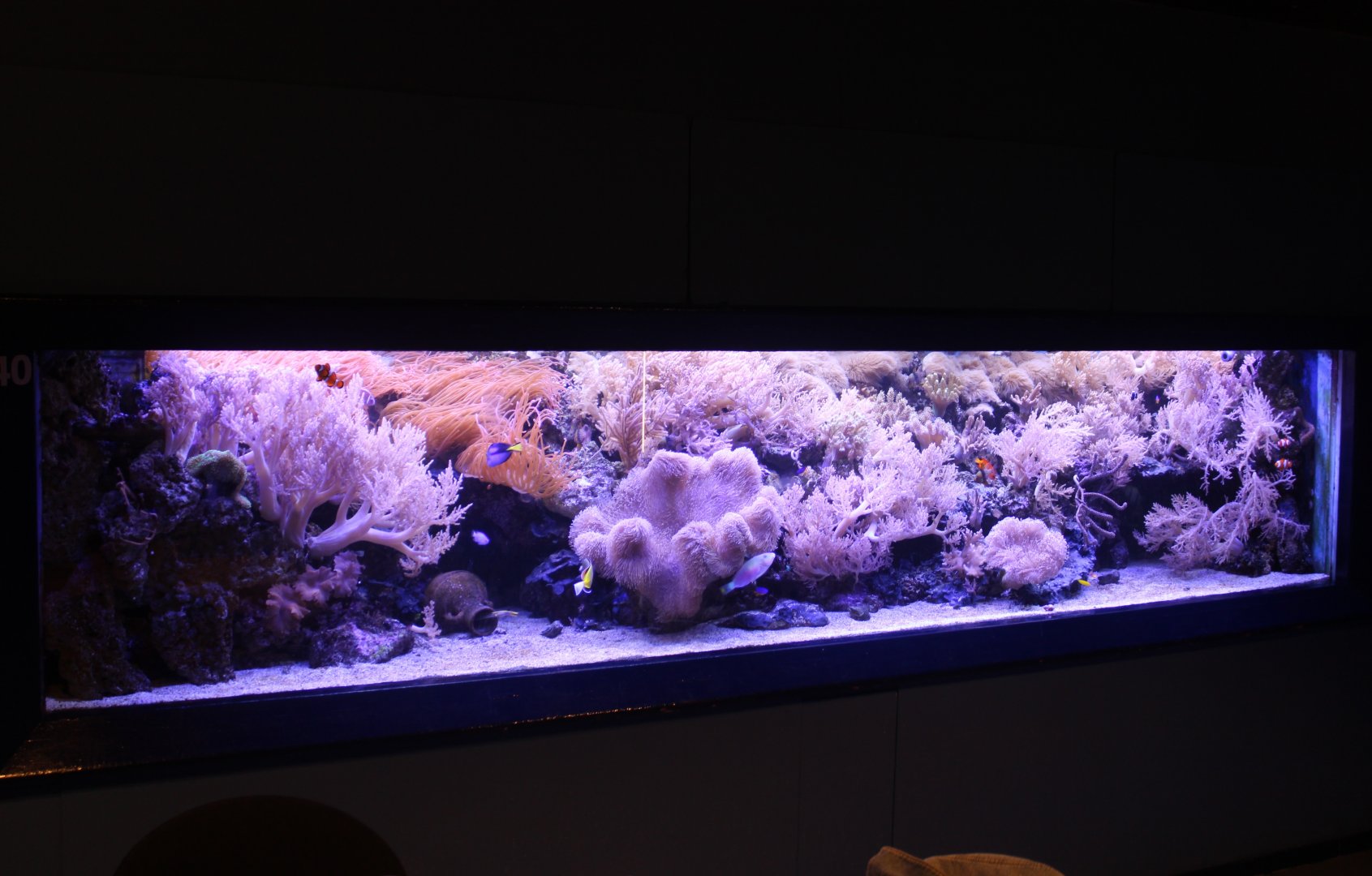 Anemone-tank