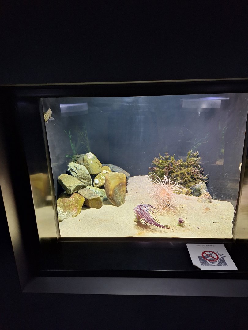 Anemone tank