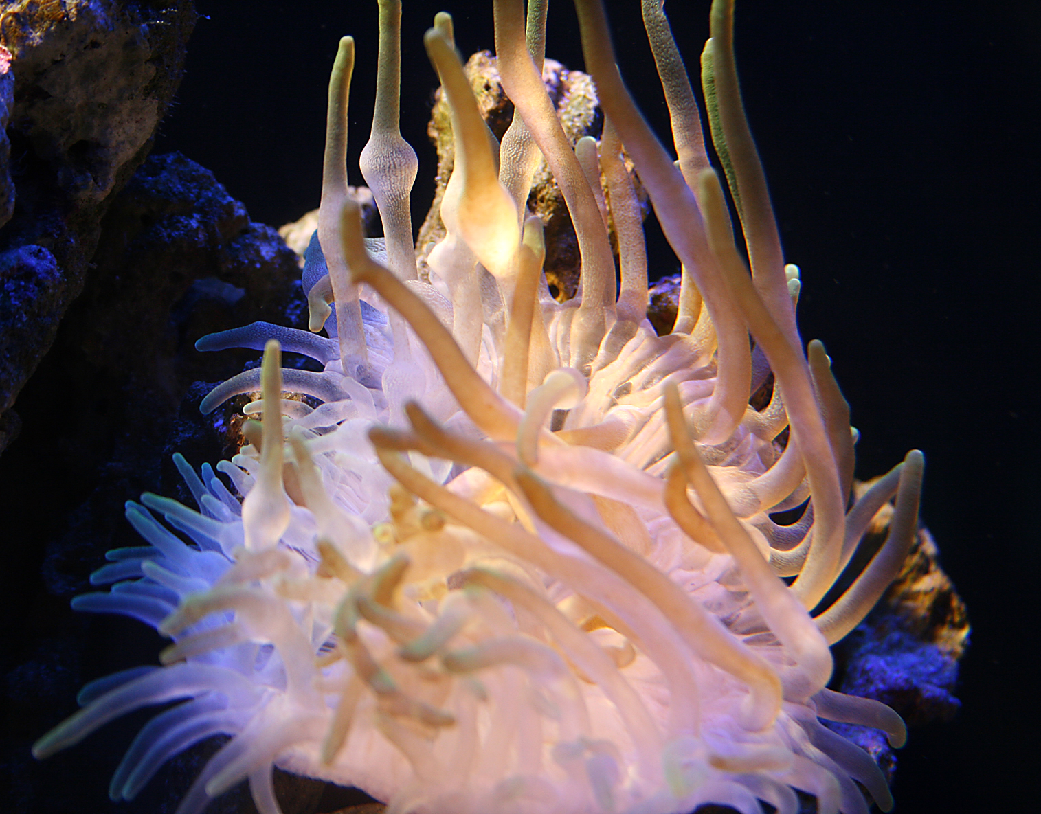 Anemone
