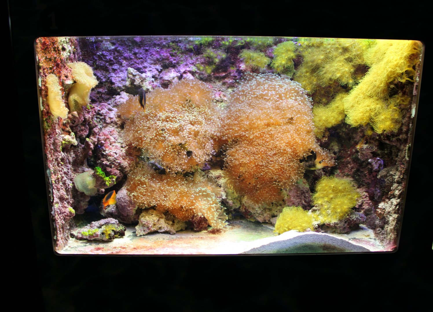 Anemonefish-aquarium