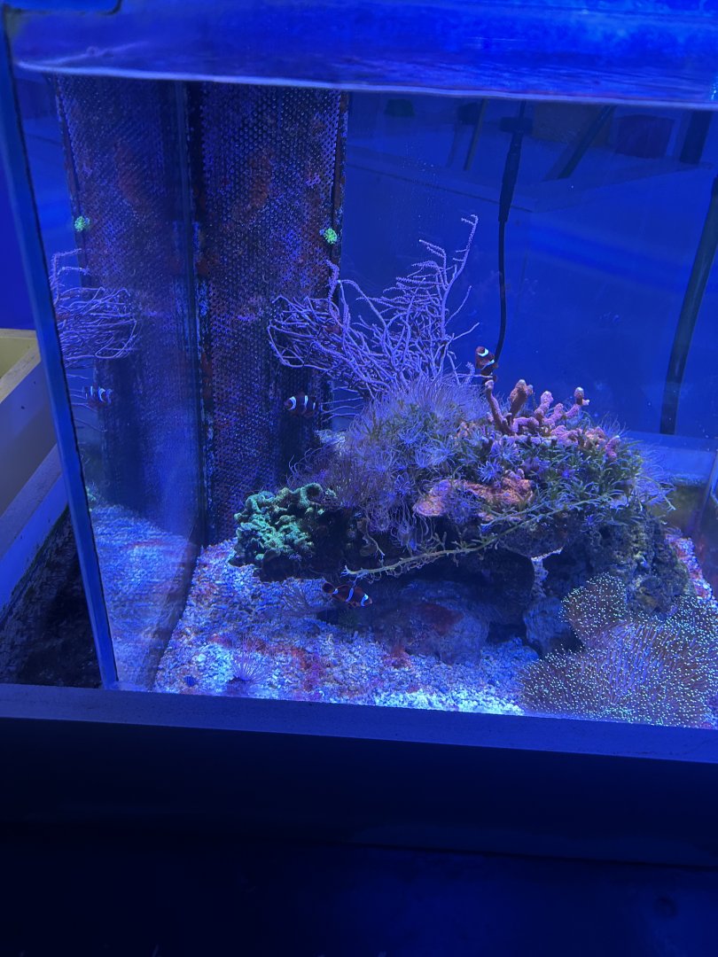 Anemonefish aquarium
