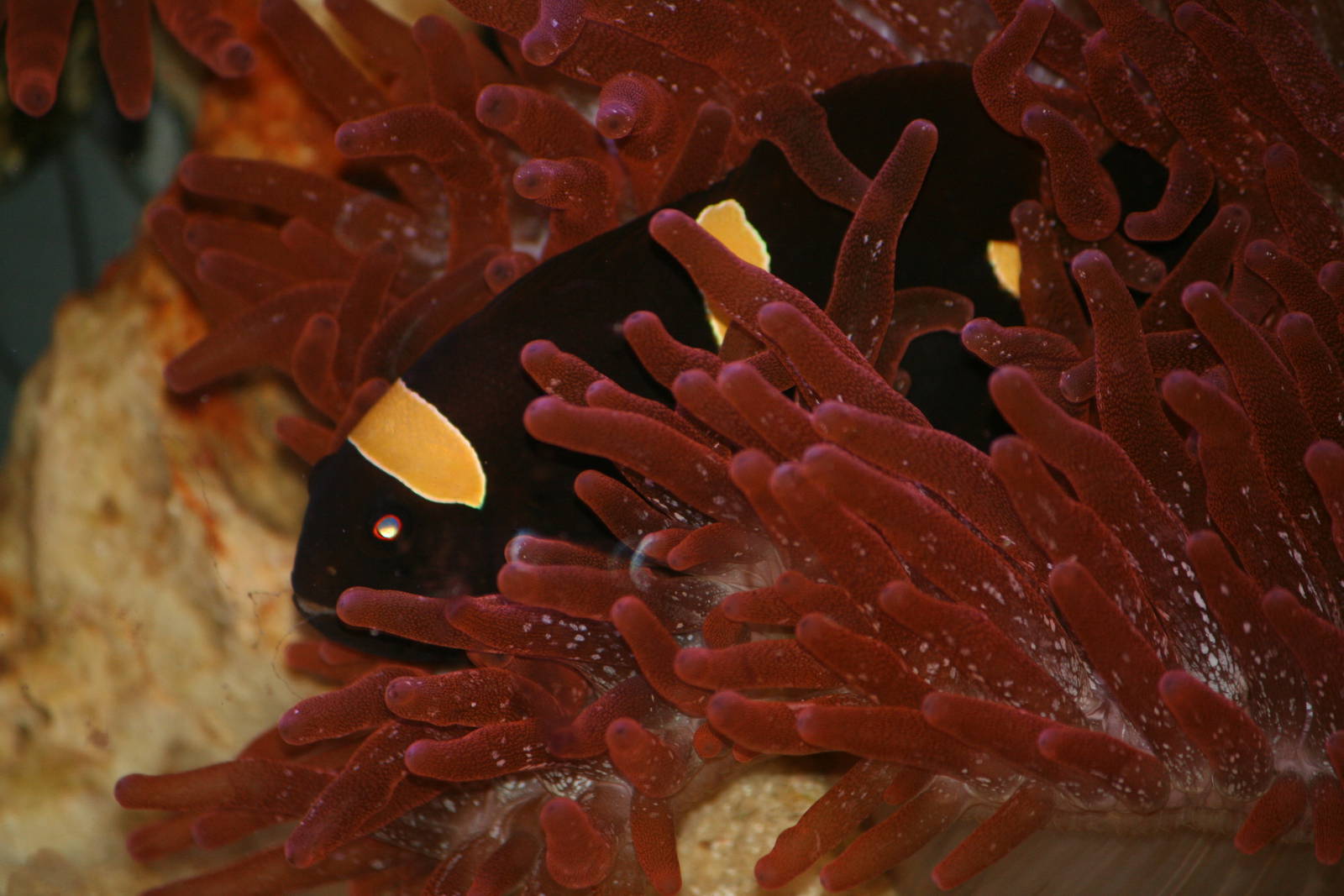 Anemonefish sp?