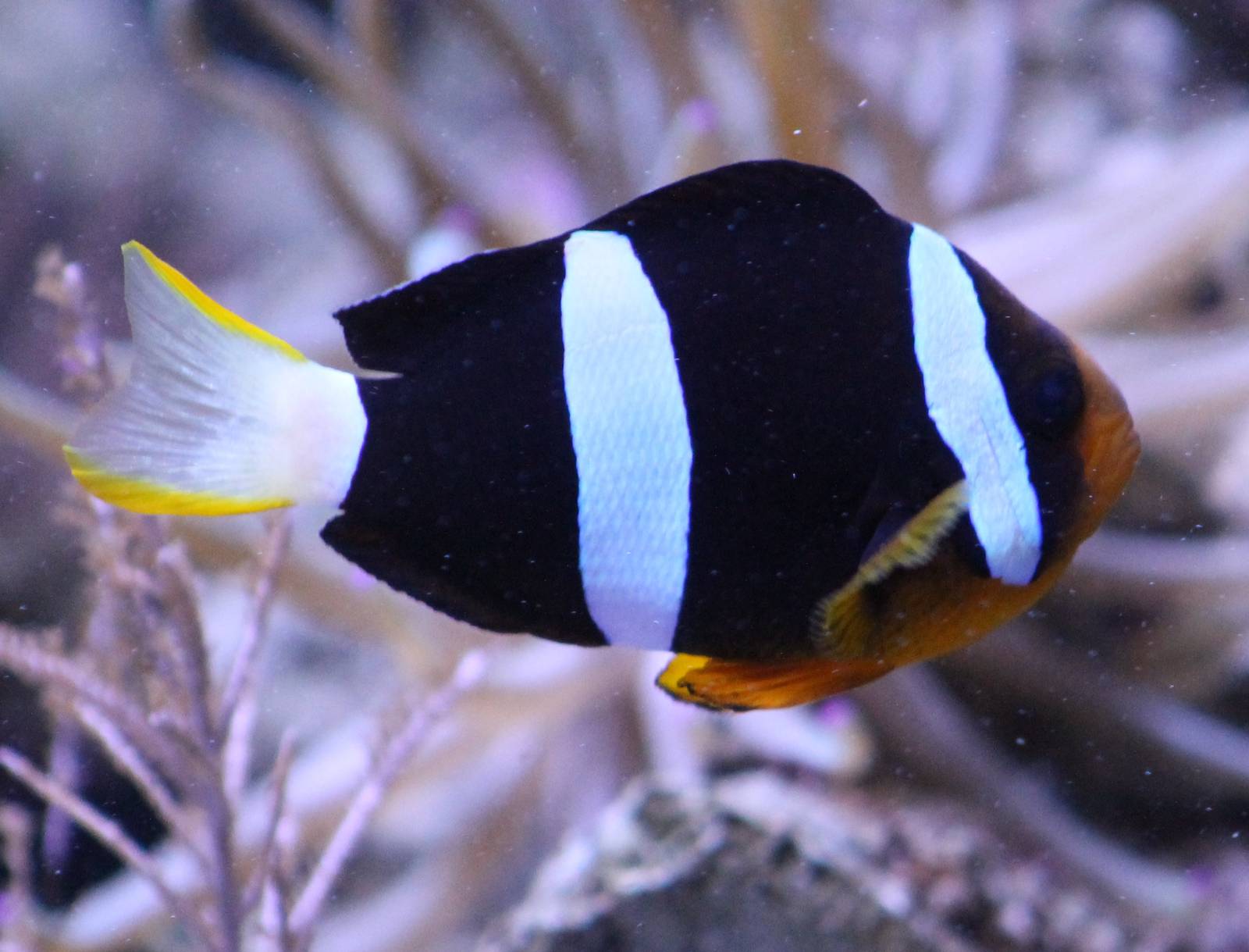Anemonefish species
