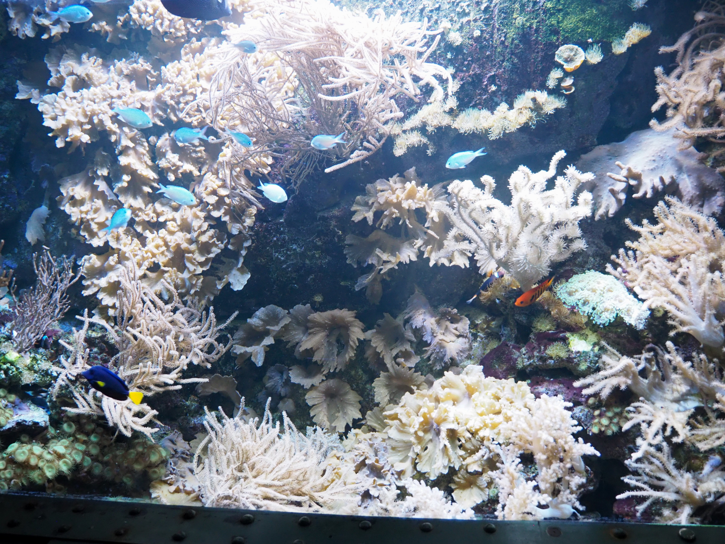 Anemonefish, Tang, Flame angel and Cnidarian tank, 2022-09-14