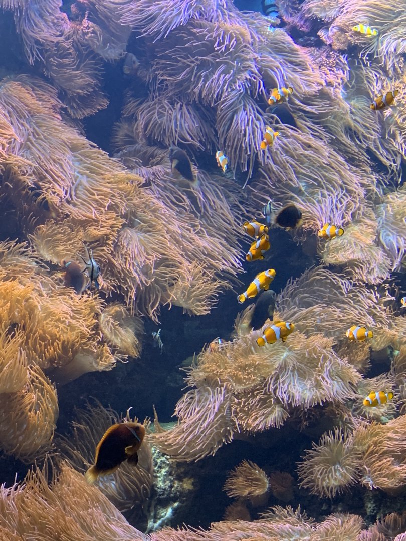 Anemonefish tank