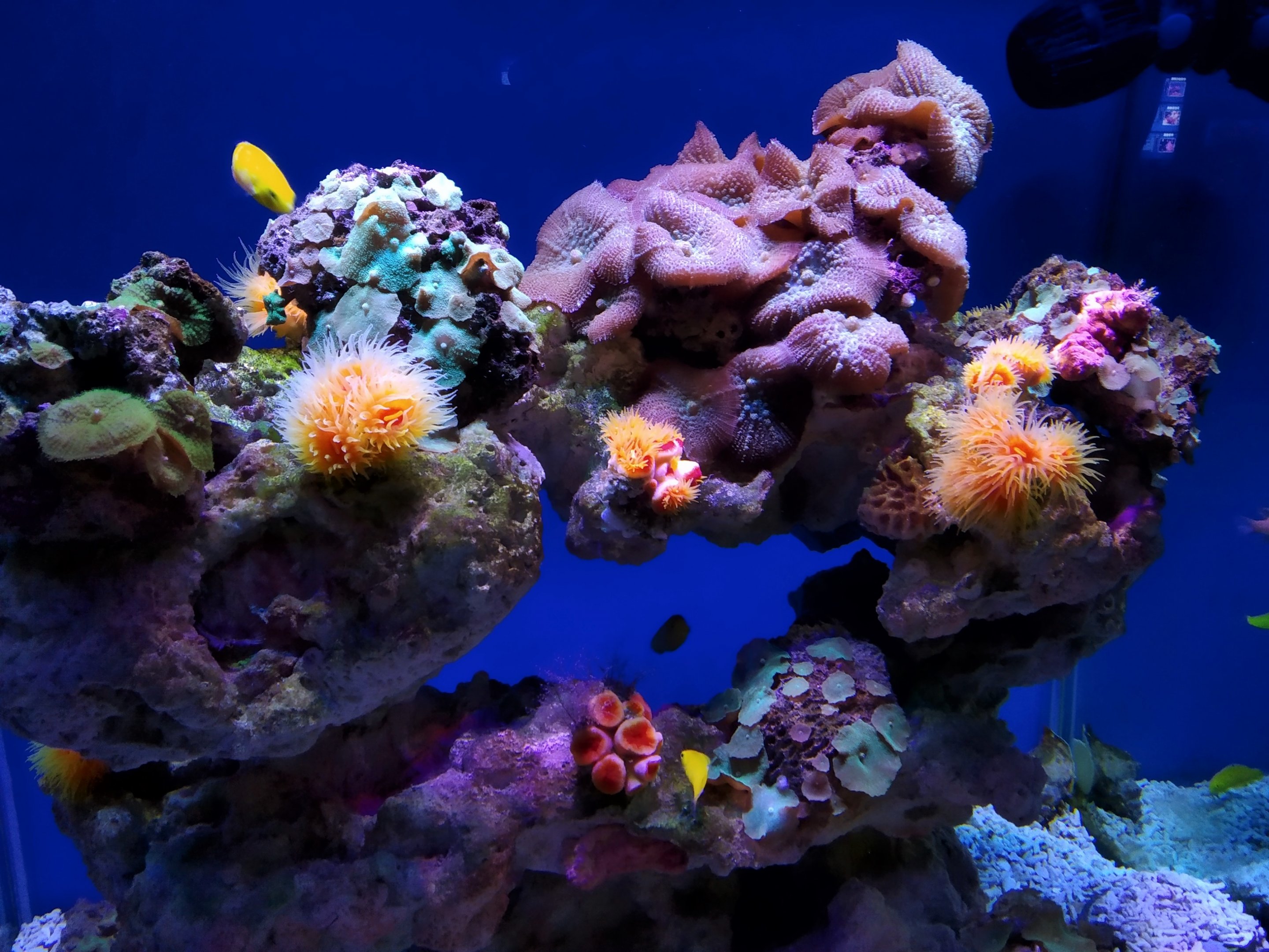 Anemones and Corals