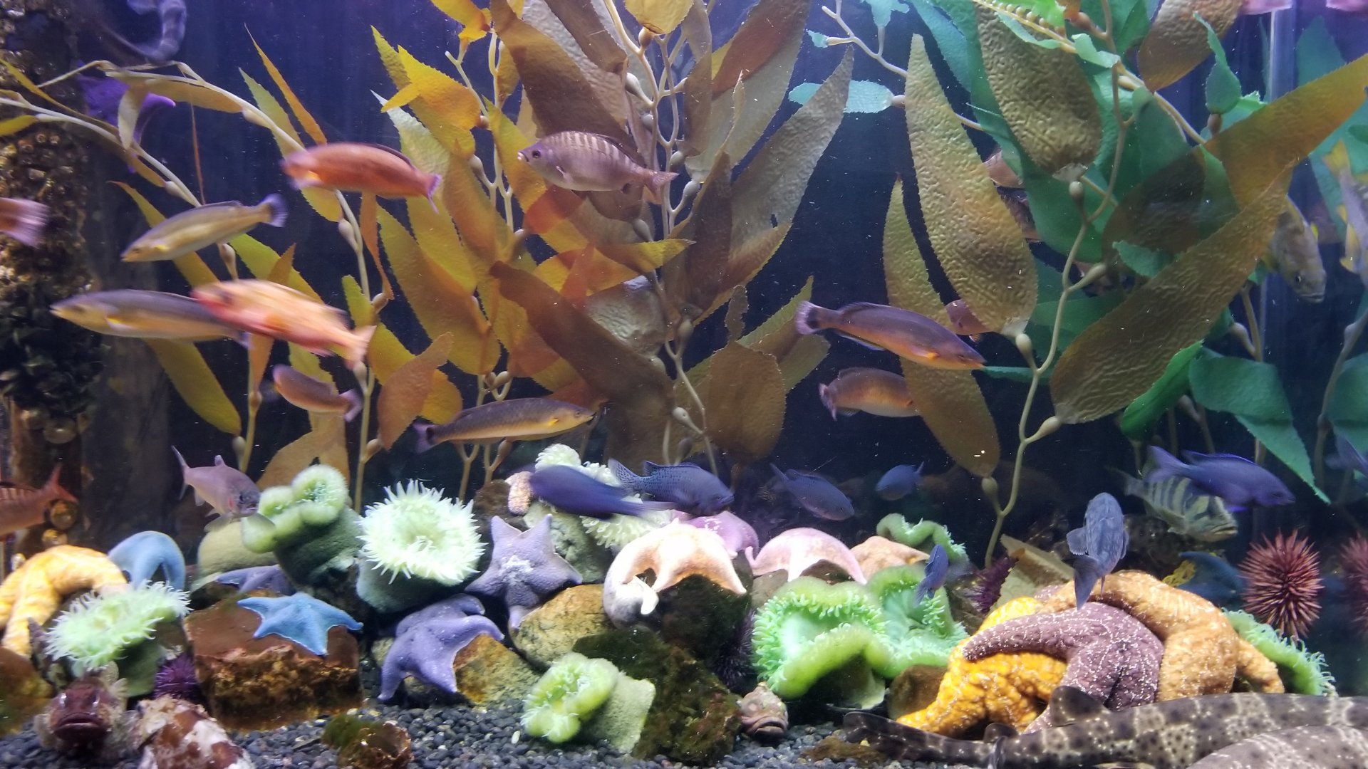 Anemones and urchins