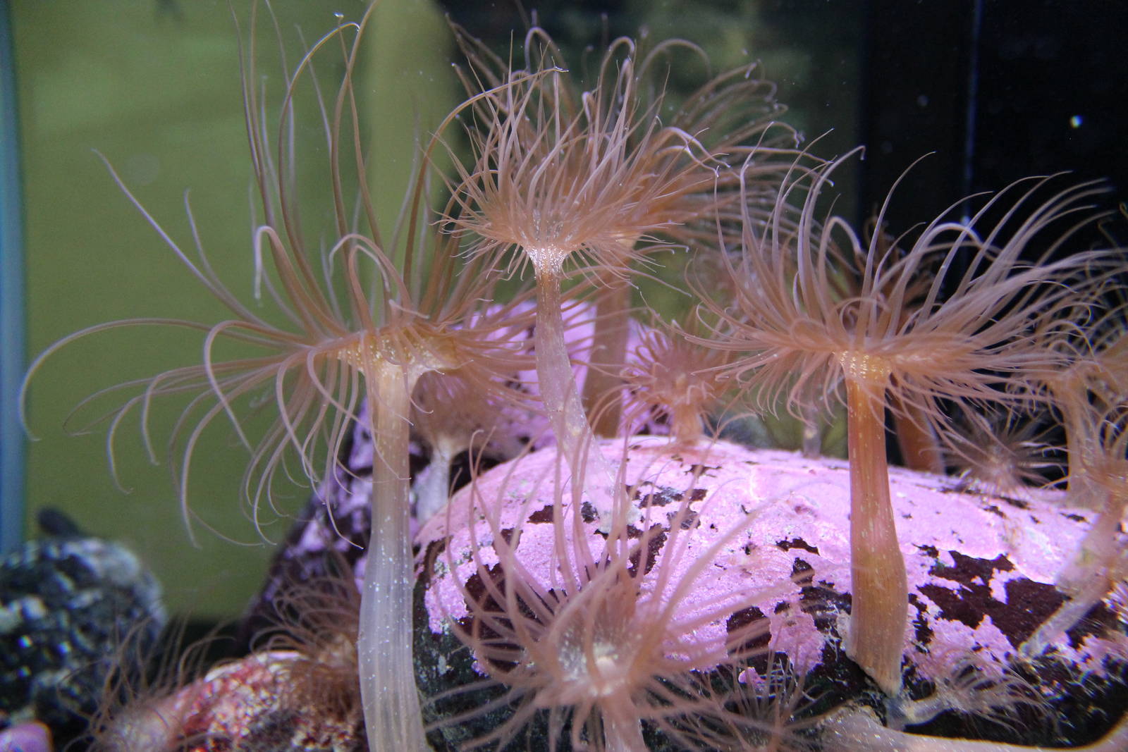 anemones at Auckland Museum