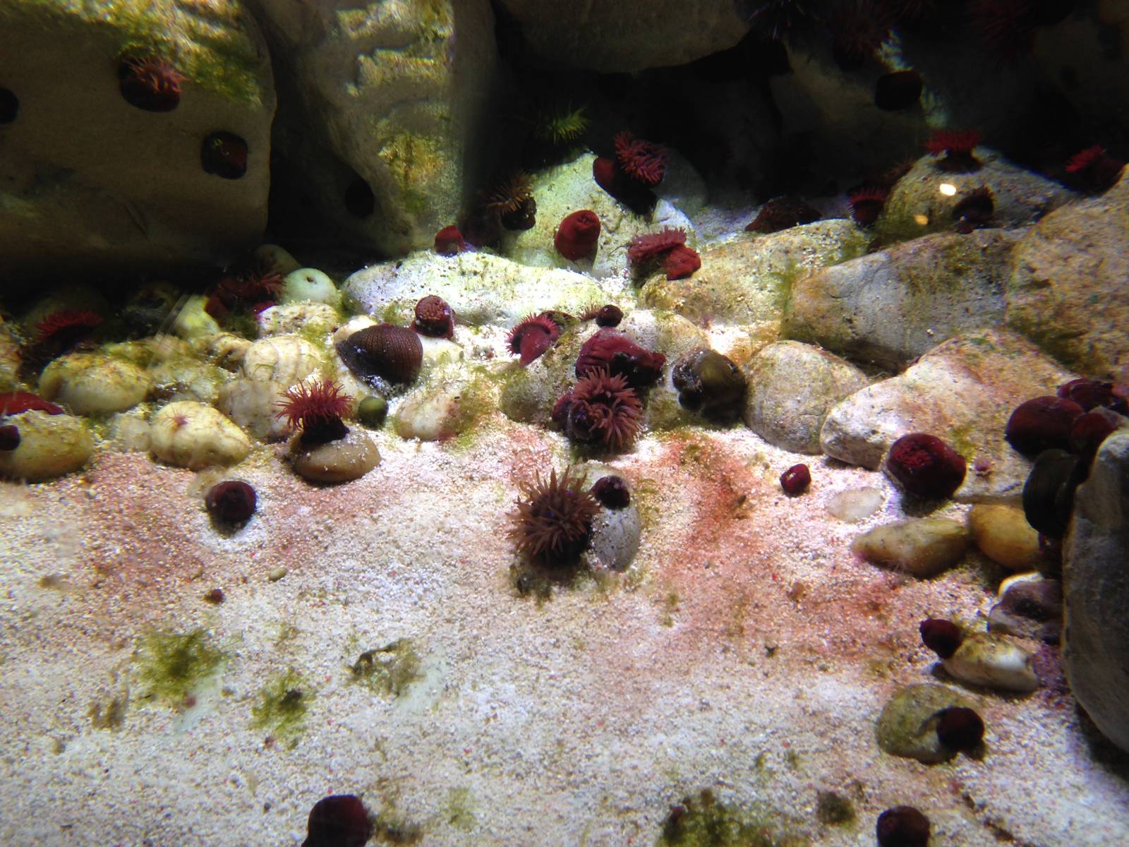 Anemones at Blue Planet Aquarium - 05/10/2013