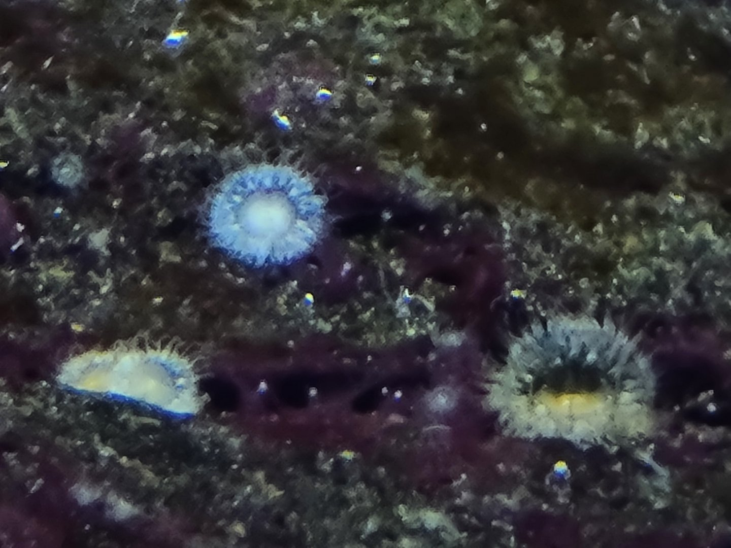 Anemones ID?