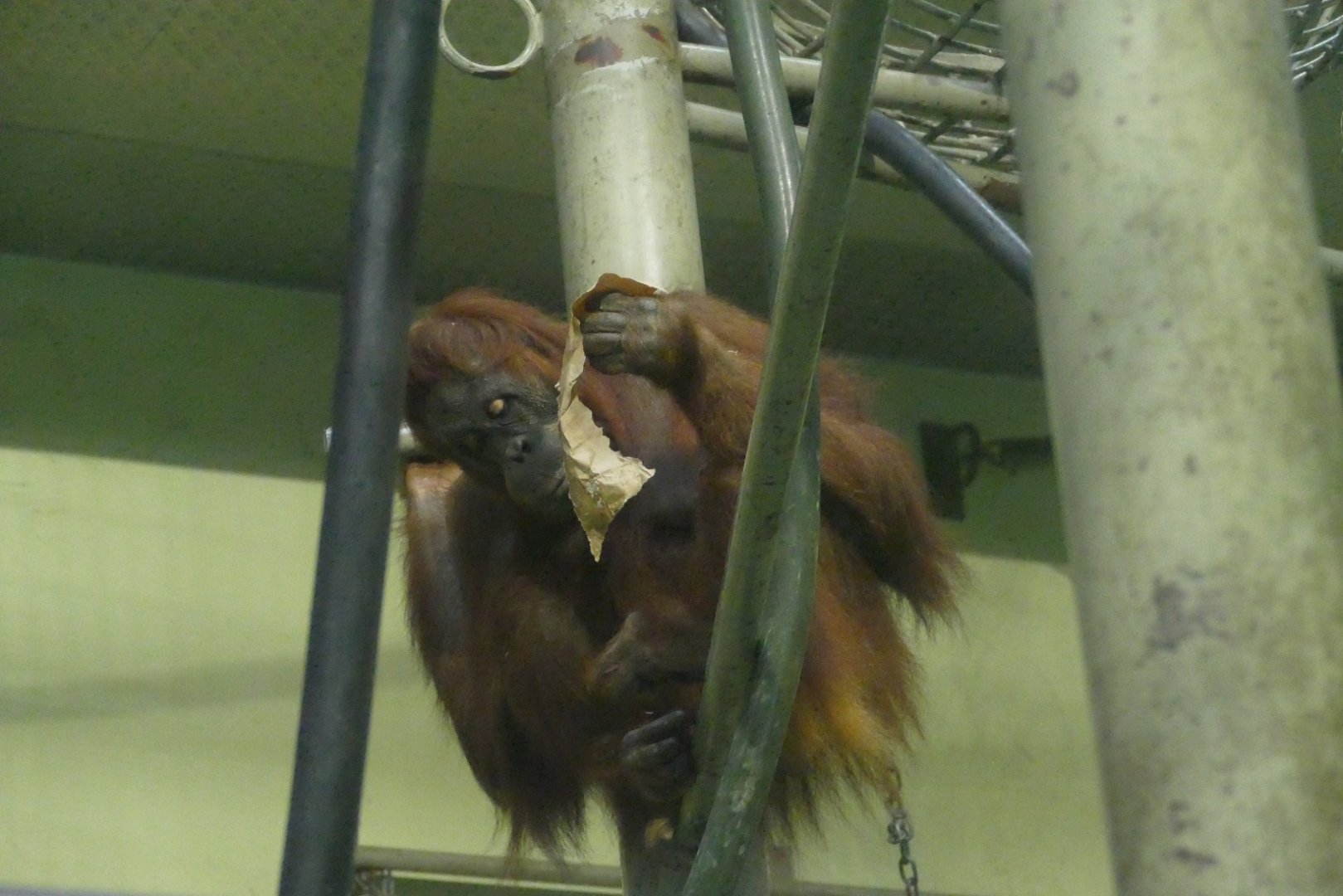 Anette with enrichment, June 2018