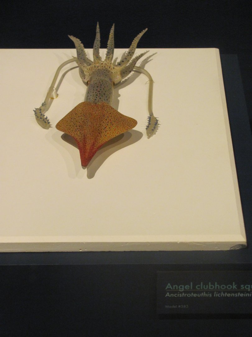 Angel Clubhook Squid