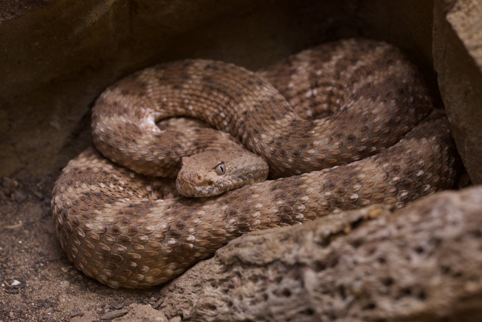 Ángel de la Guarda Island Rattlesnake/ Crotalus angelensis