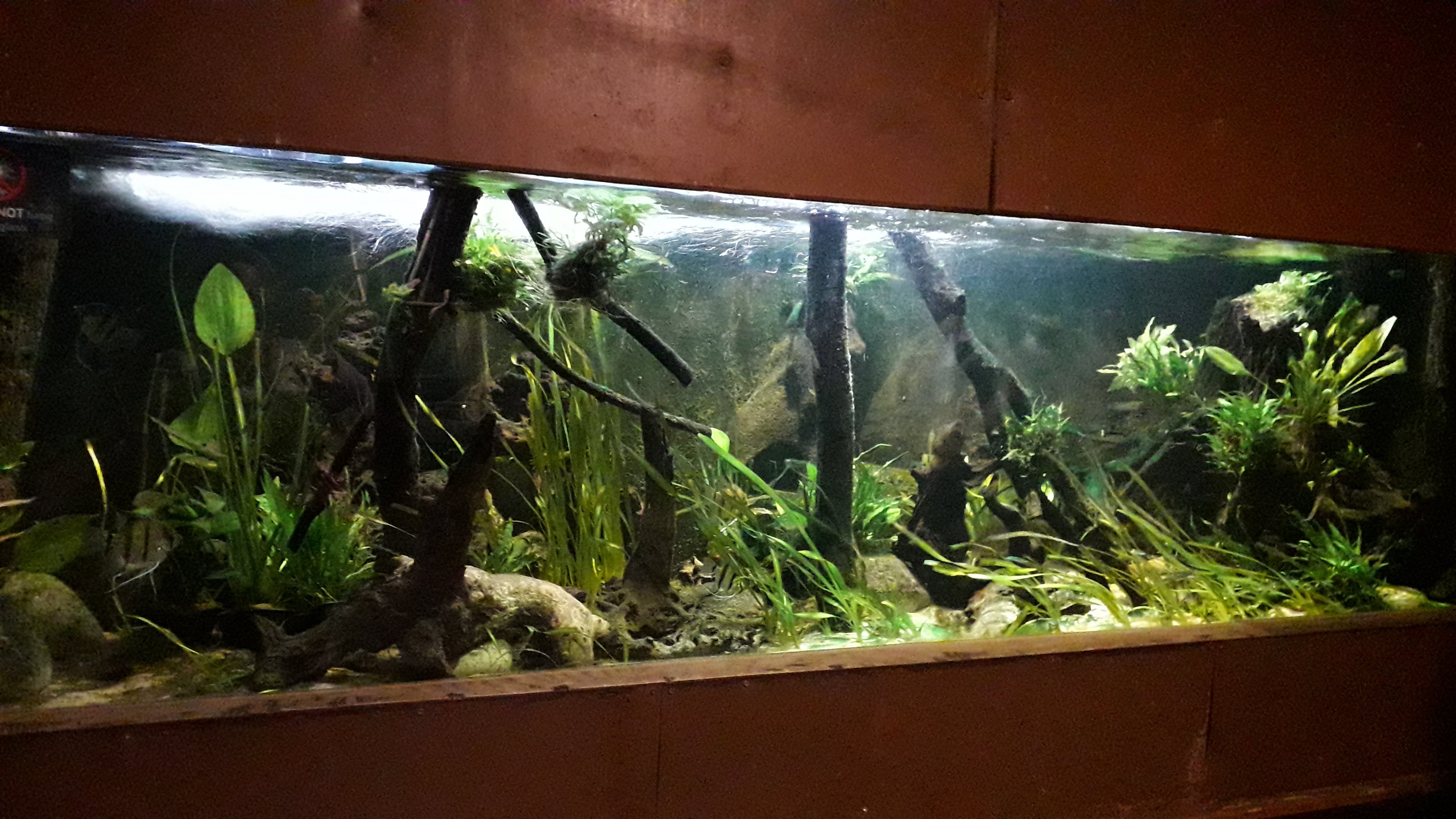 Angel fish in the Clore 4 December 2019