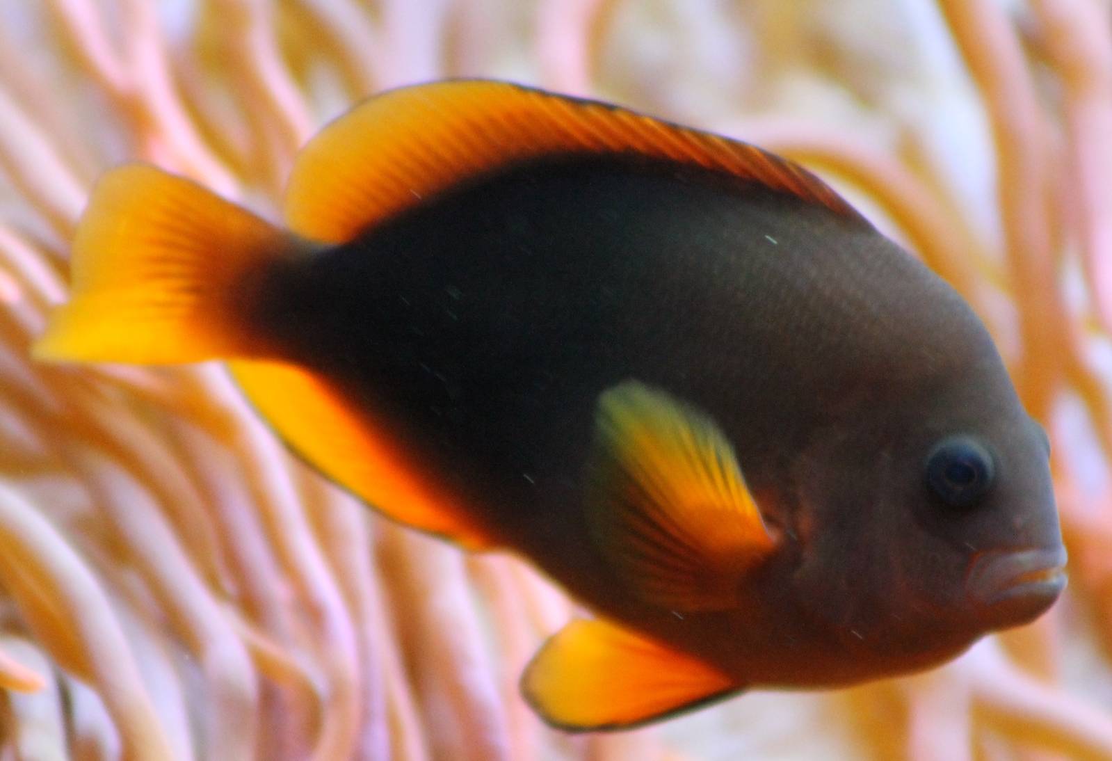 Angel fish species ?