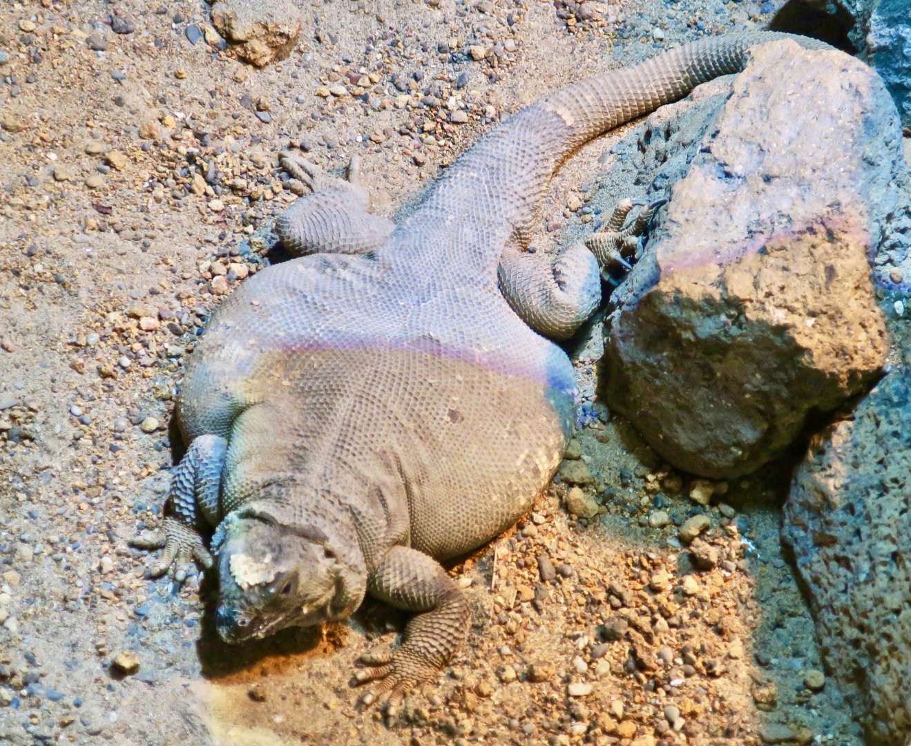 Angel Island Chuckwalla (Sauromalus hispidus)