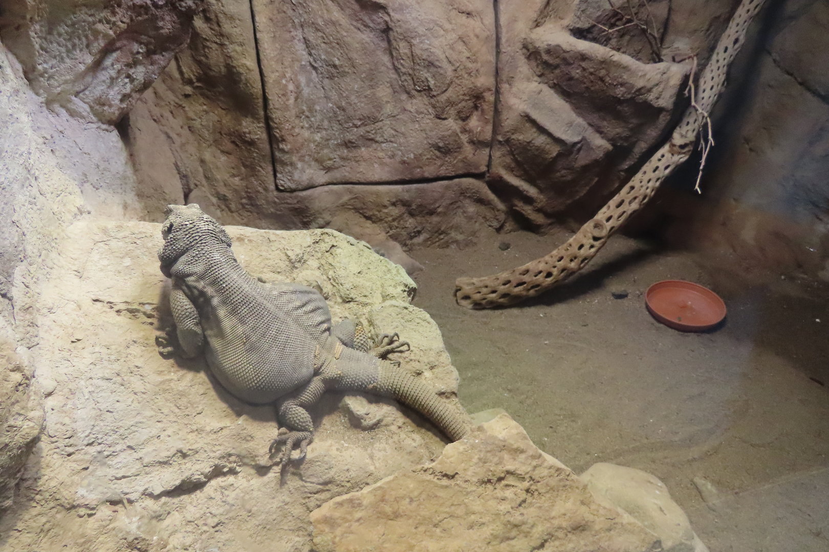 Angel island chuckwalla