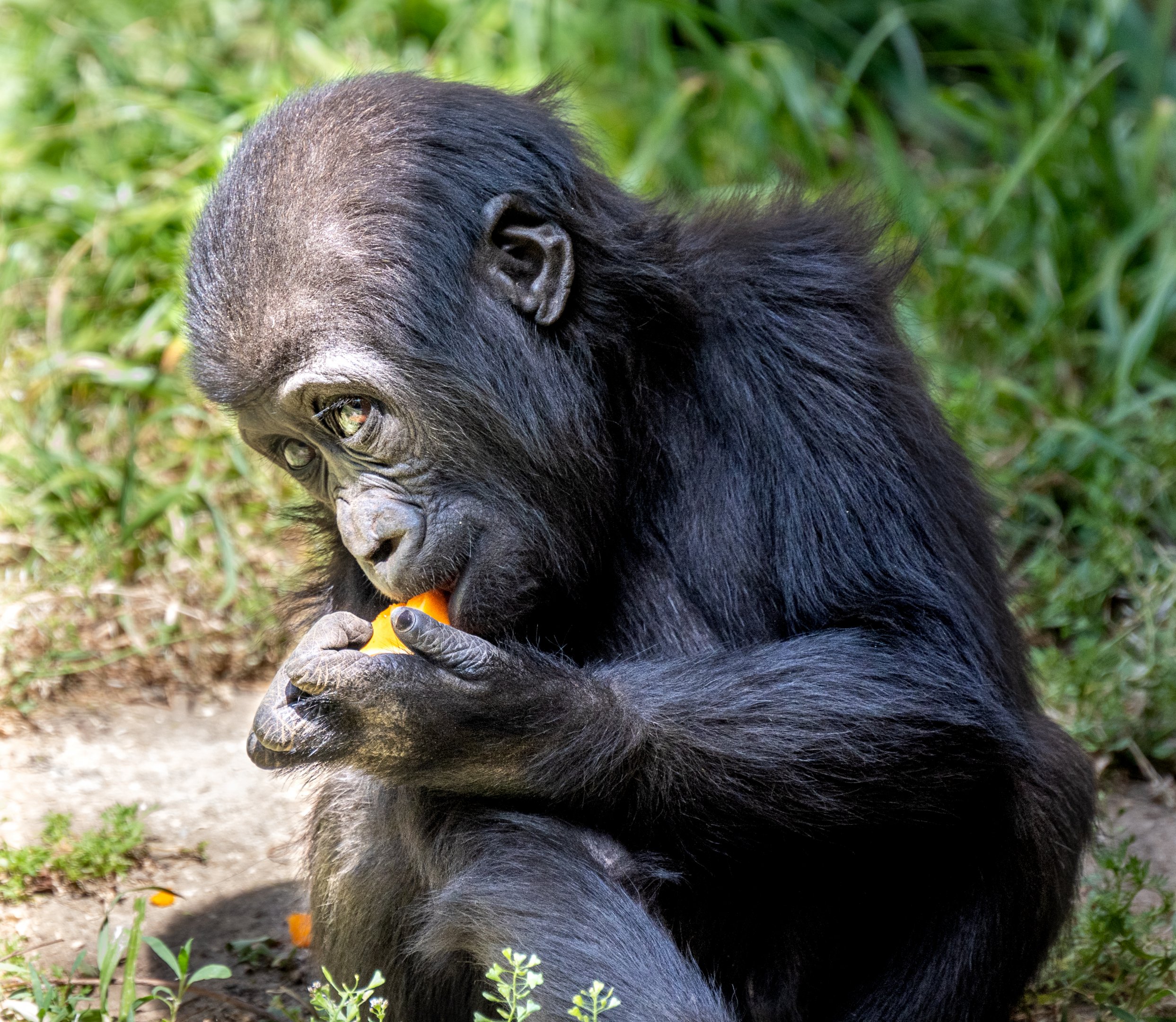 Angela the Western Lowland Gorilla infant