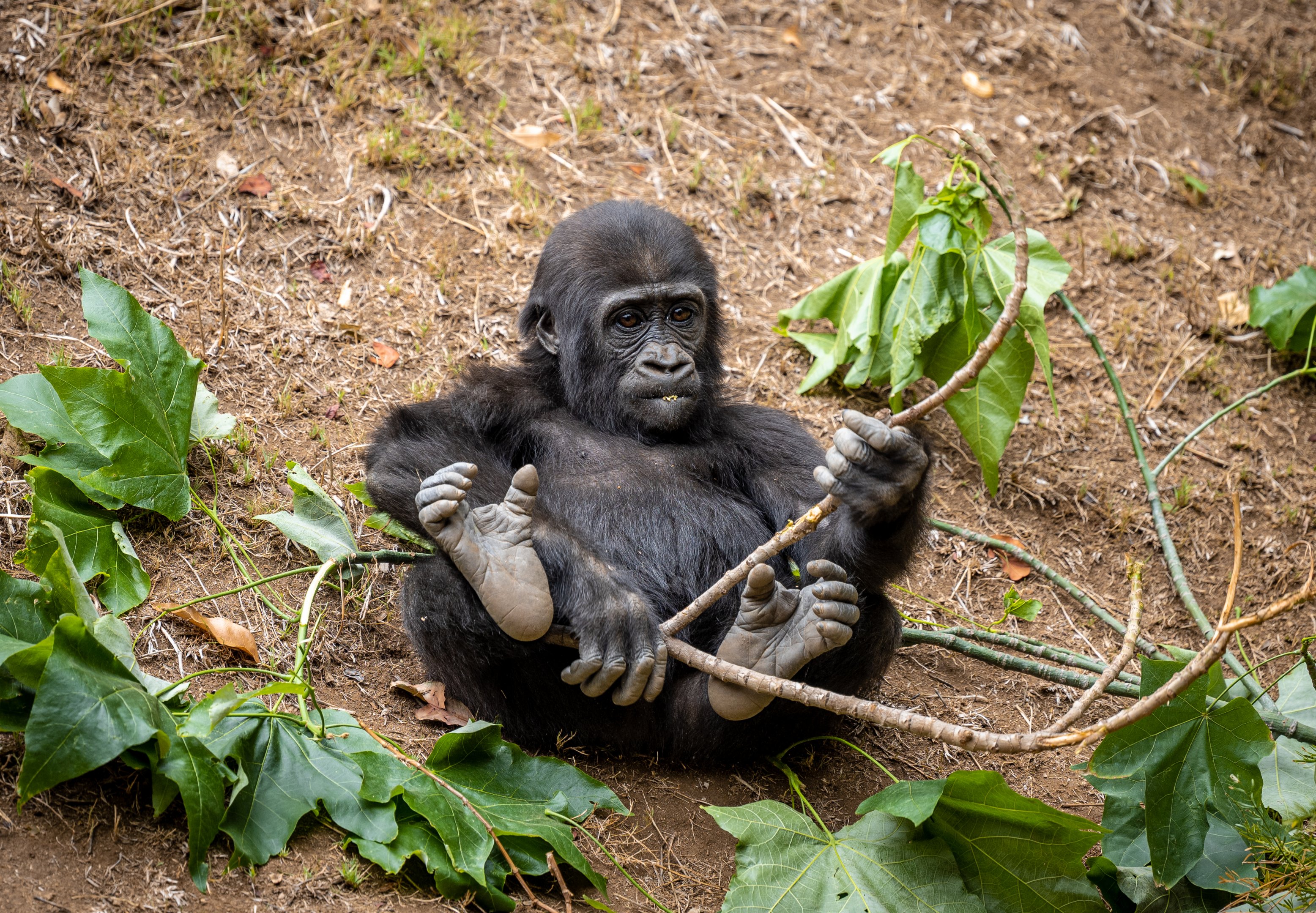 Angela the Western Lowland Gorilla