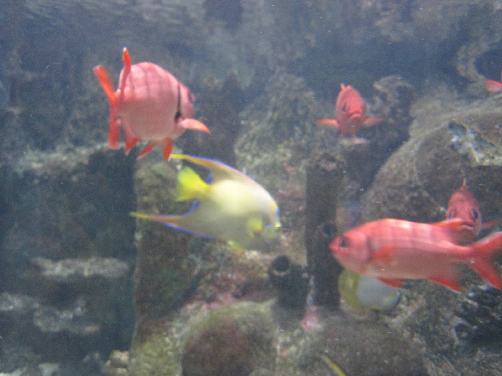 Angelfish and Other Fish at Mote Aquarium