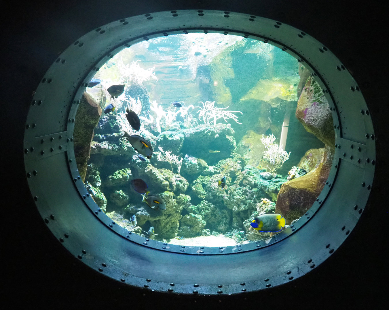 Angelfish and Surgeonfish tank, 2022-09-14