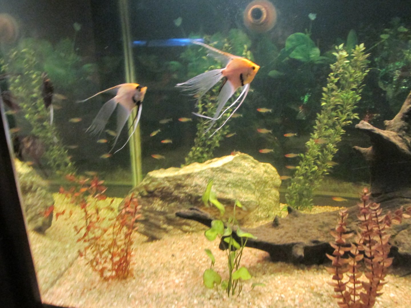 angelfish and tetras