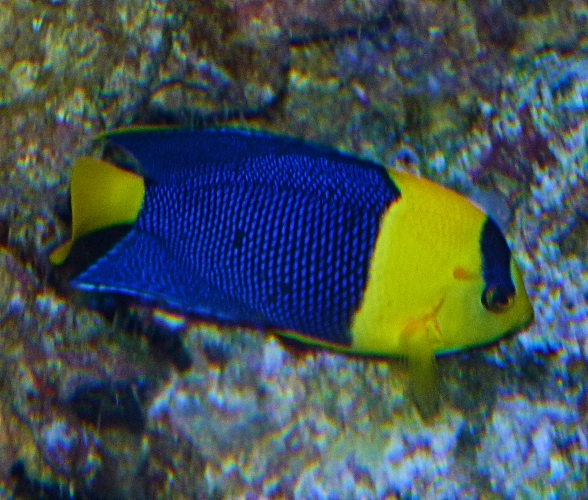 angelfish, Centropyge bicolor