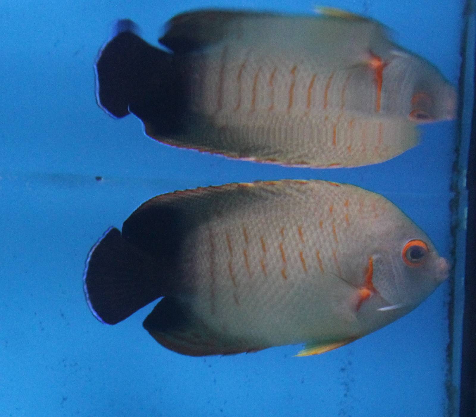 Angelfish hybrid