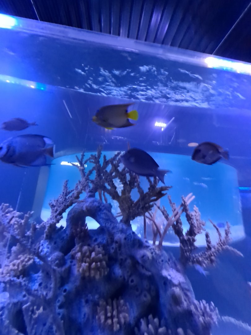 Angelfish ID + Atlantic Blue Tangs? (4/19/25)
