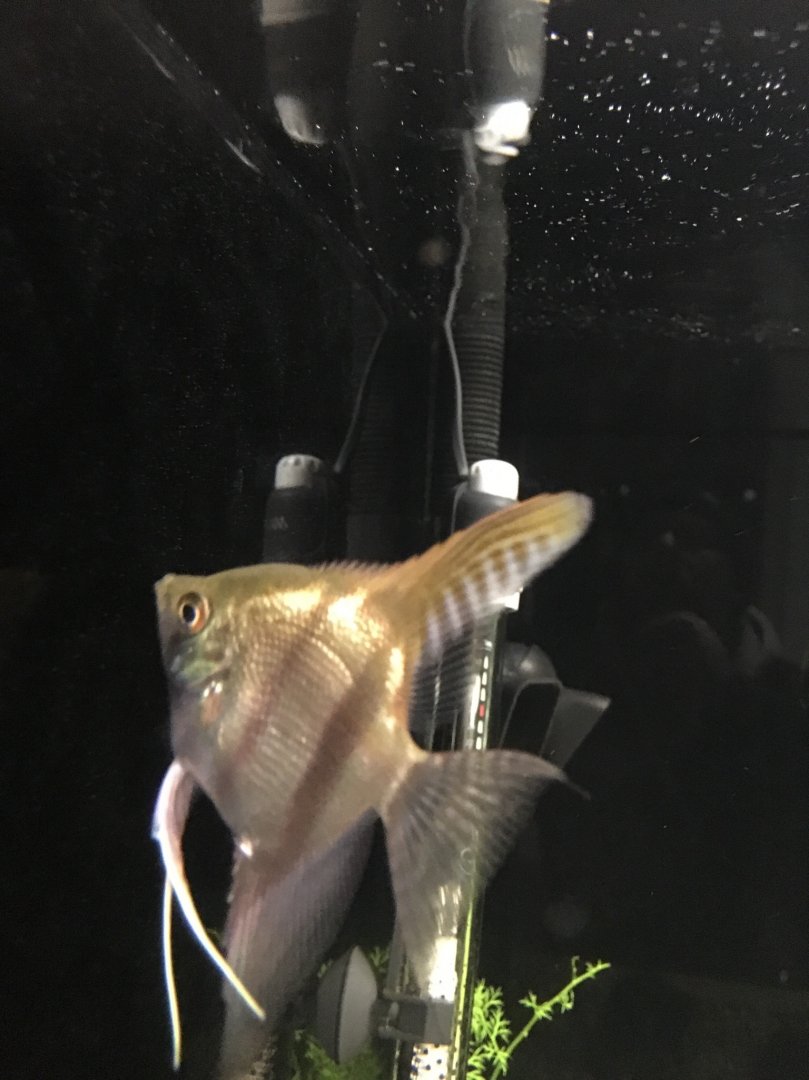Angelfish ID?