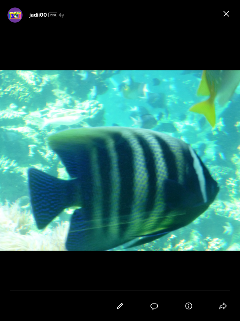 Angelfish ID