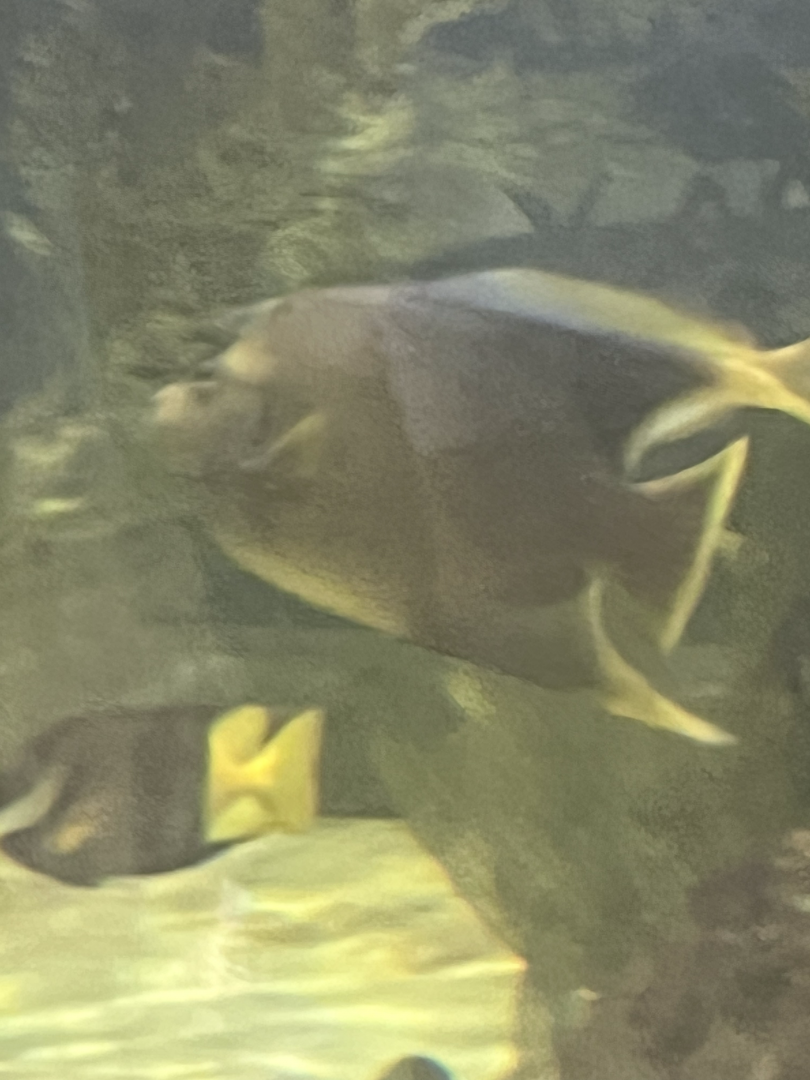 Angelfish ID