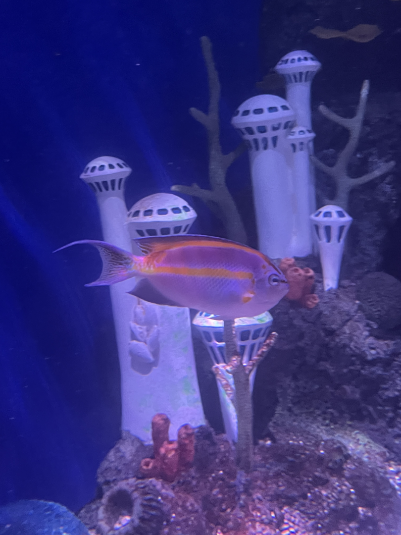 Angelfish ID