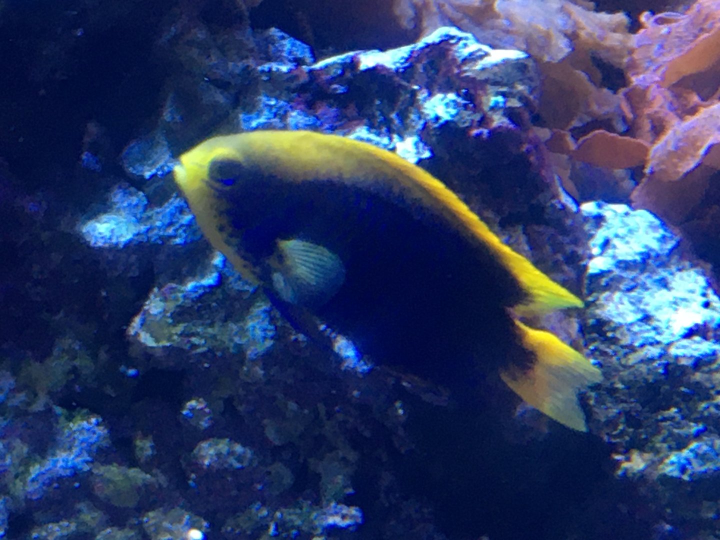 Angelfish ID?