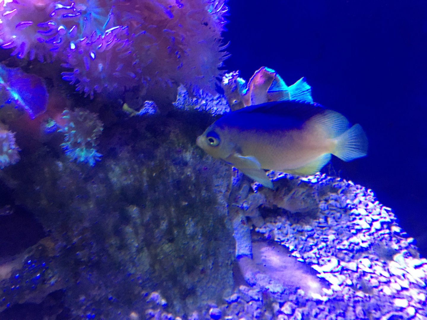 Angelfish ID?