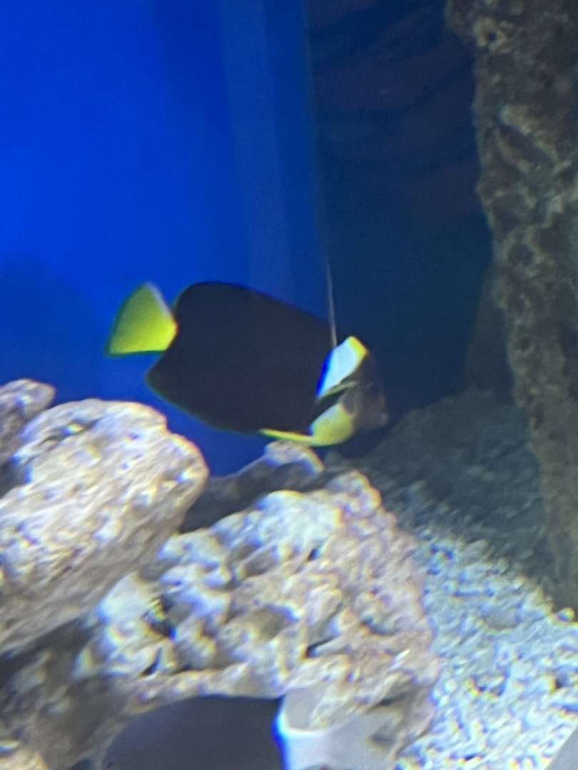 Angelfish ID