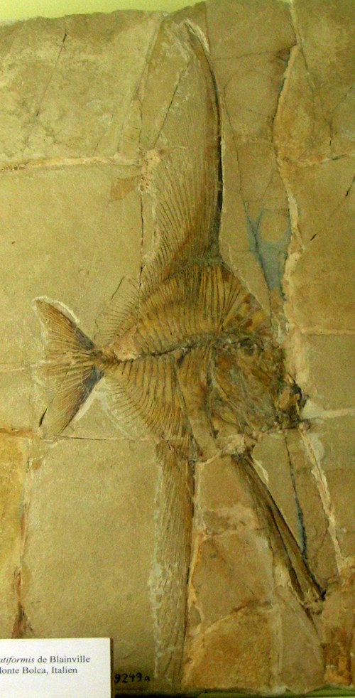 Angelfish Lookdown Jackfish (Ceratoichthys pinnatiformis)