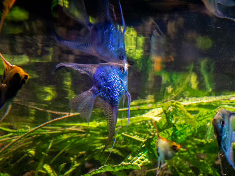 angelfish / Pterophyllum scalare