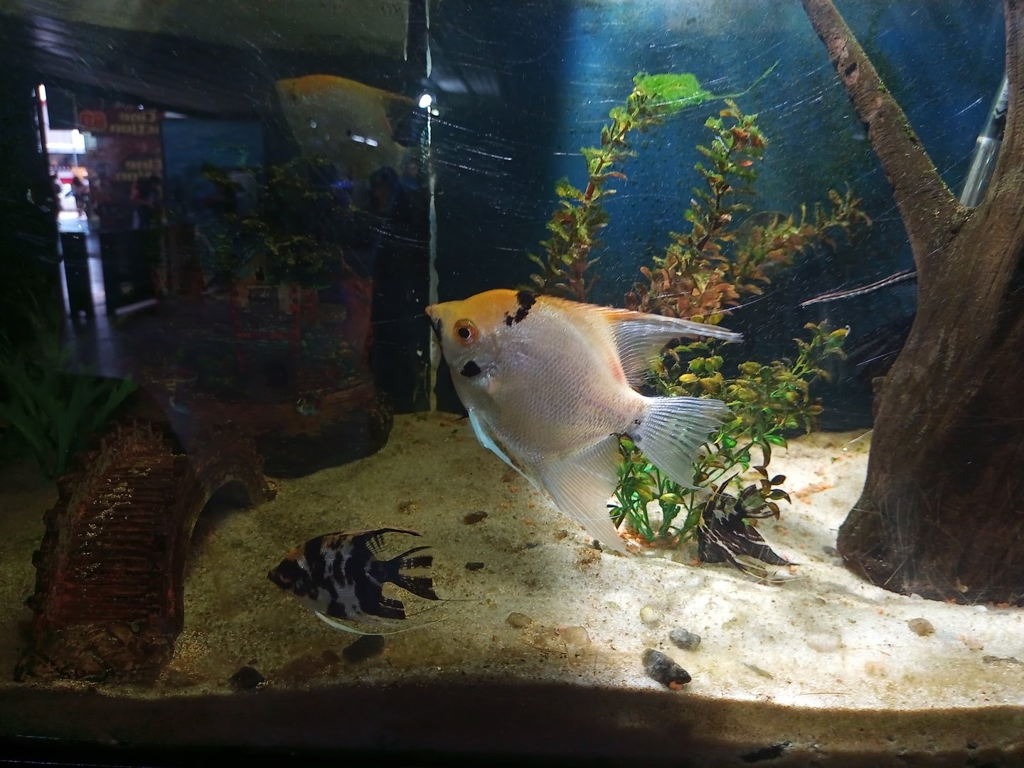 Angelfish ( pterophyllum scalare )