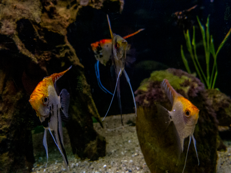 angelfish (Pterophyllum scalare)